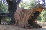 Link to information on Dragon Tree.